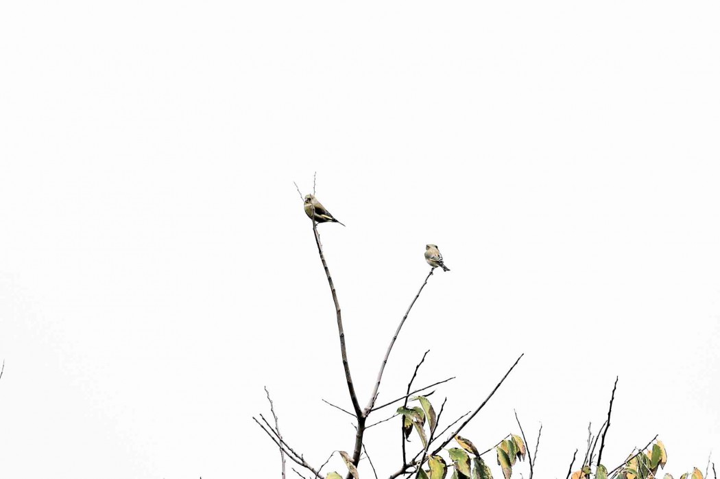 European Greenfinch
