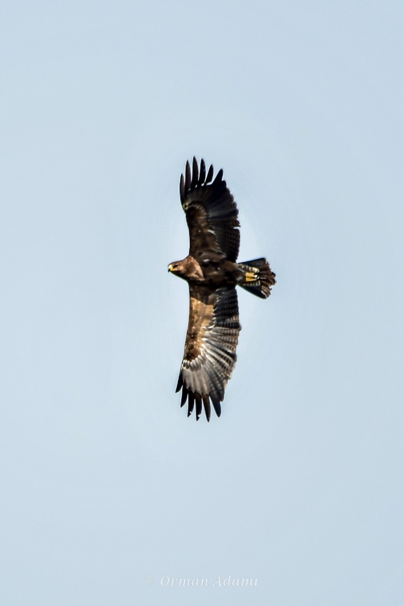 Lesser Spotted Eagle