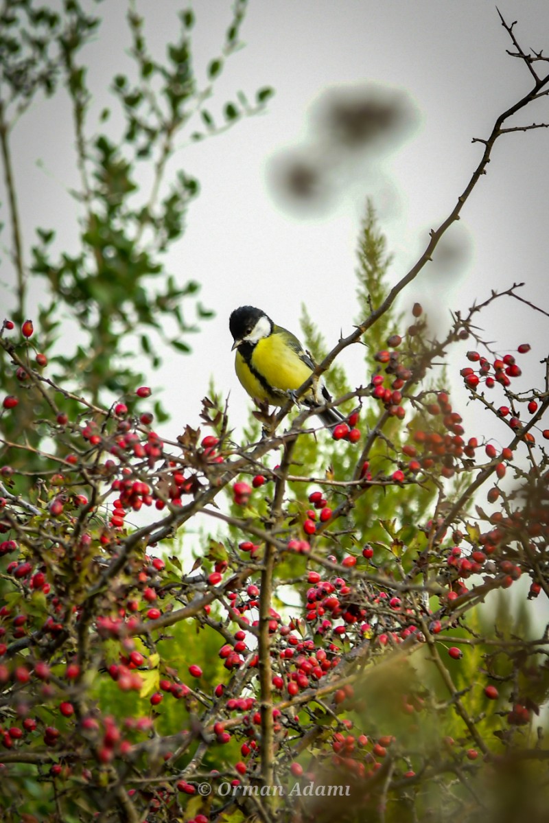Great Tit
