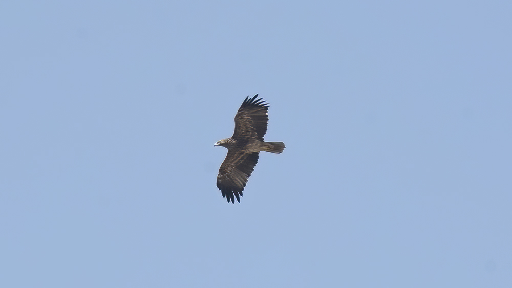 Eastern Imperial Eagle