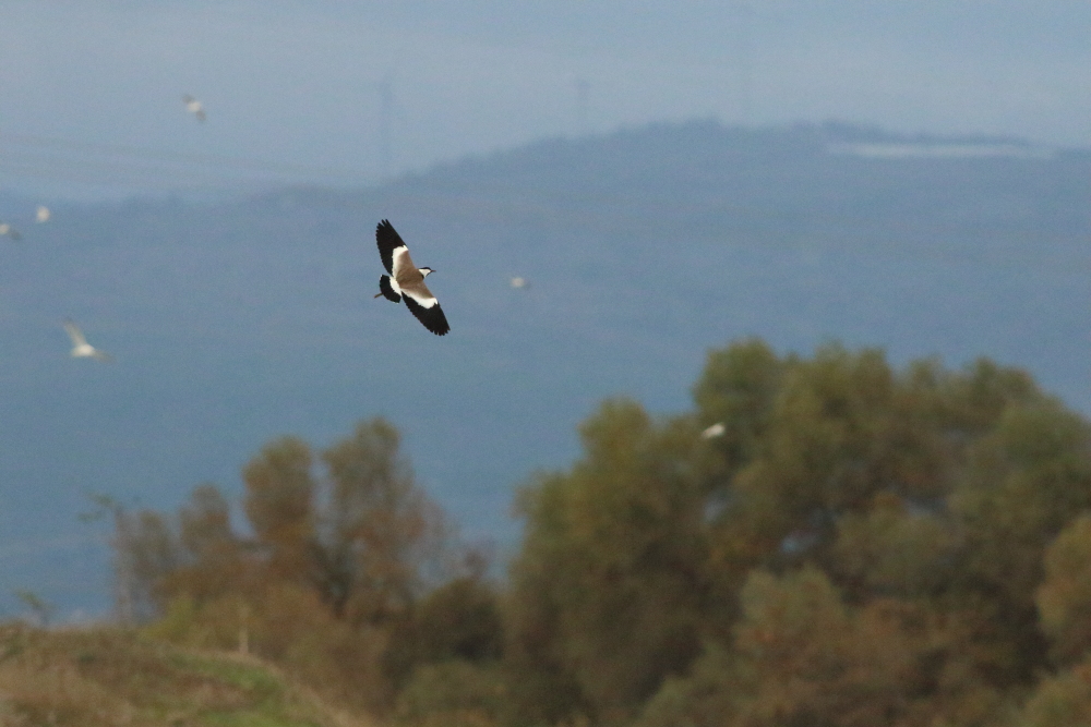Spur-winged Lapwing