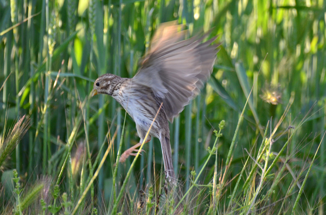 Corn Bunting