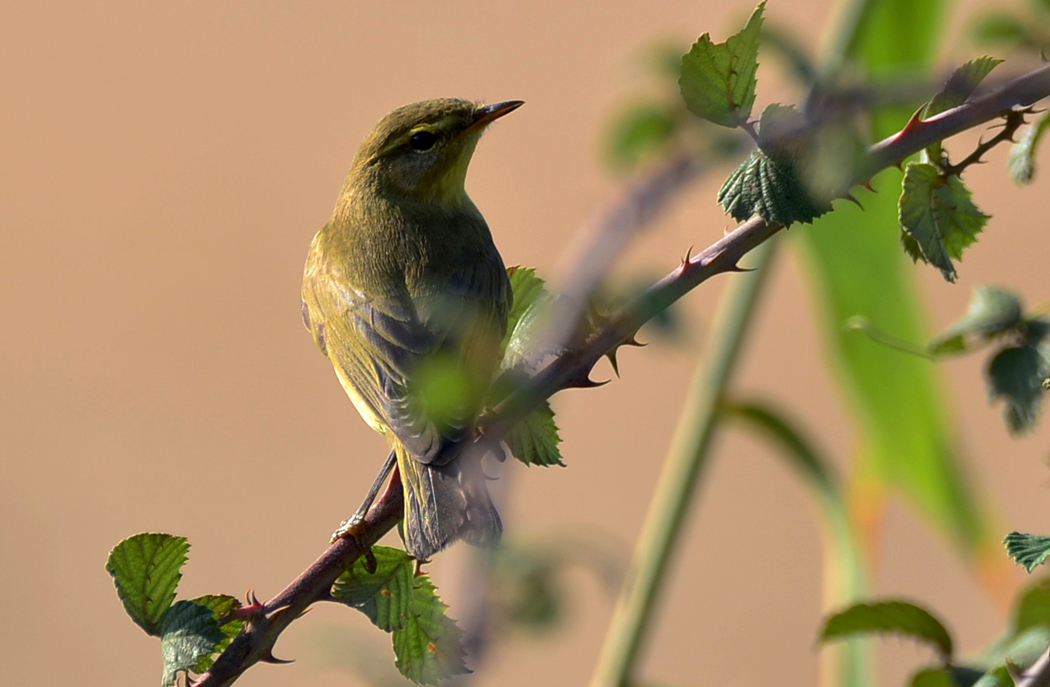 Willow Warbler