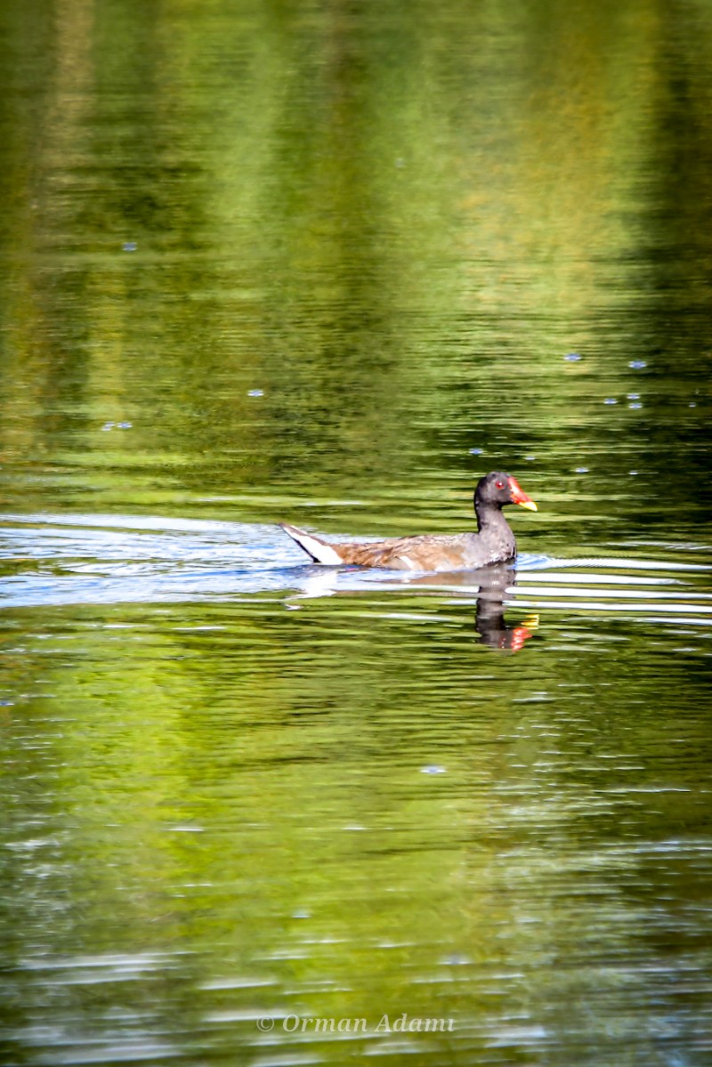 Common Moorhen