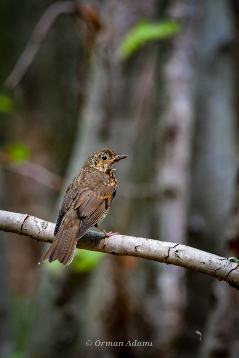 Song Thrush