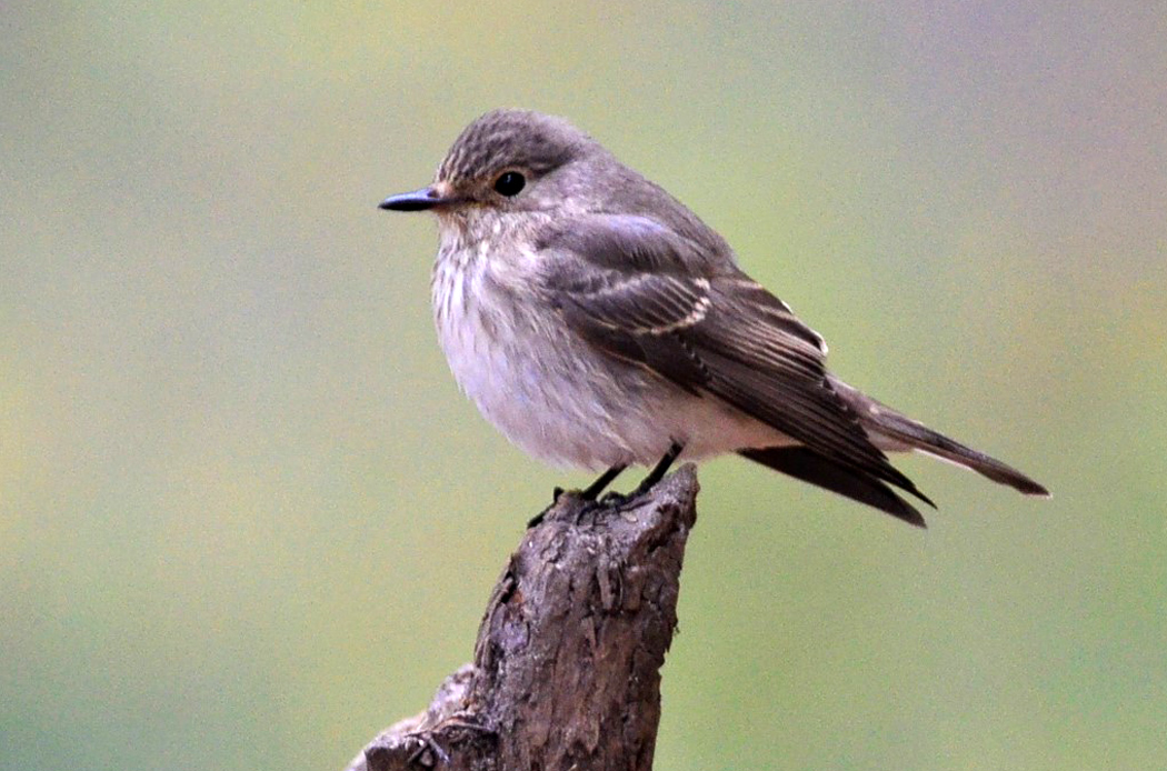 Spotted Flycatcher