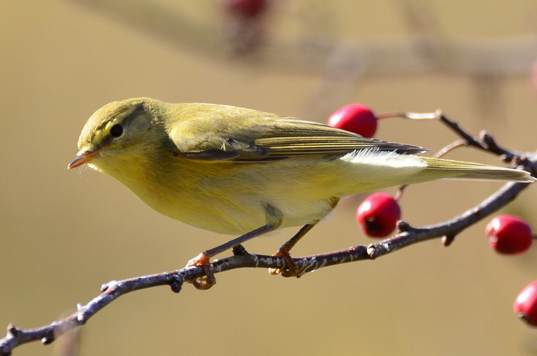 Willow Warbler