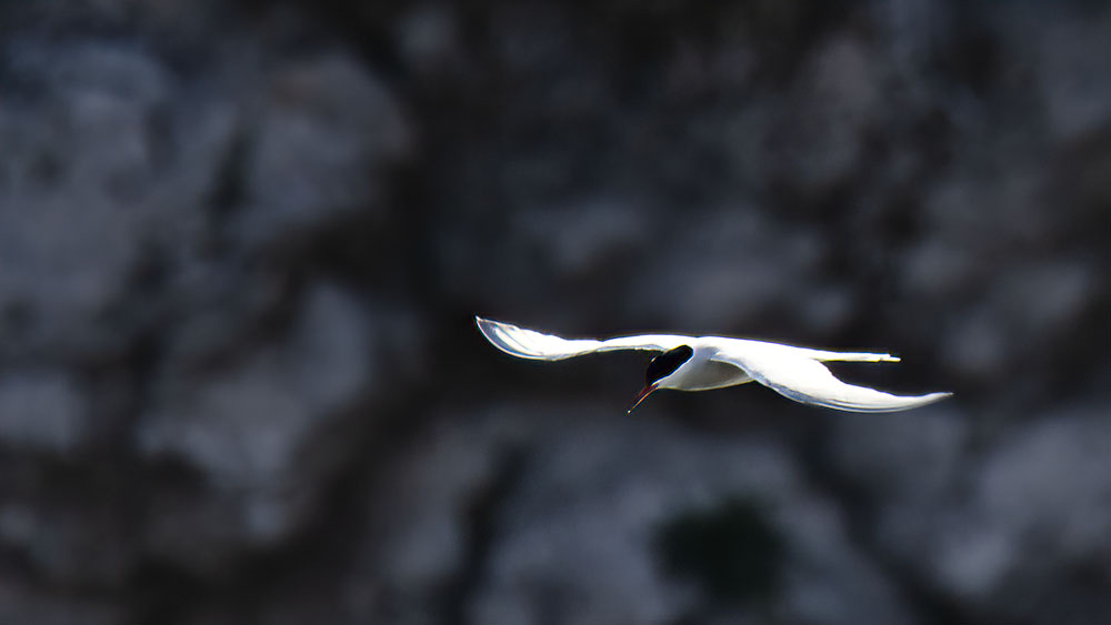 Whiskered Tern