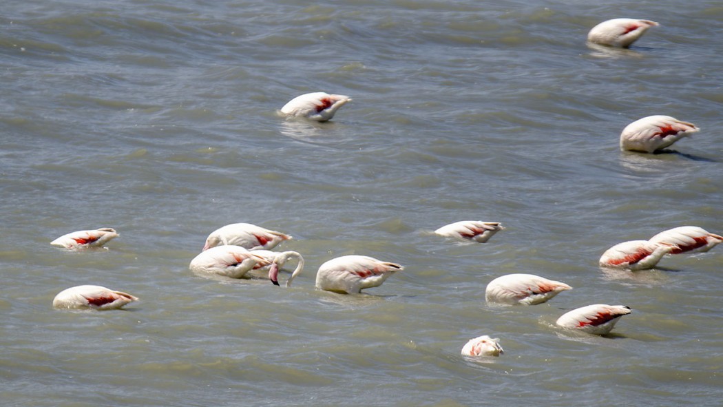 Greater Flamingo