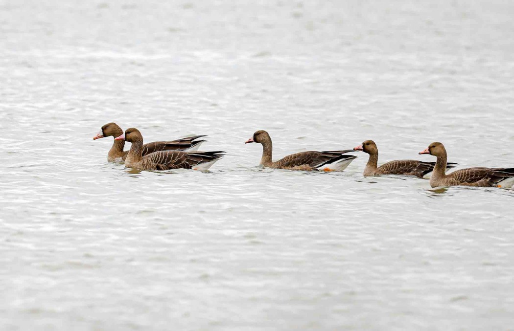 Greater White-fronted Goose