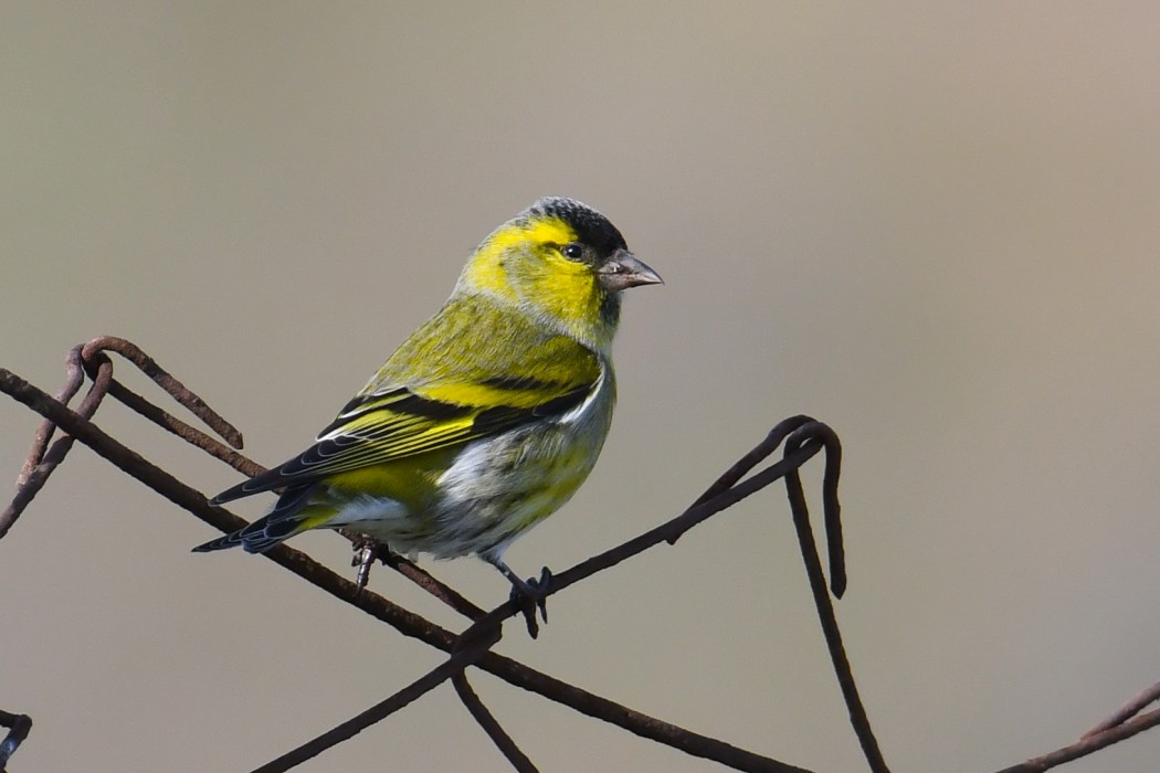Eurasian Siskin