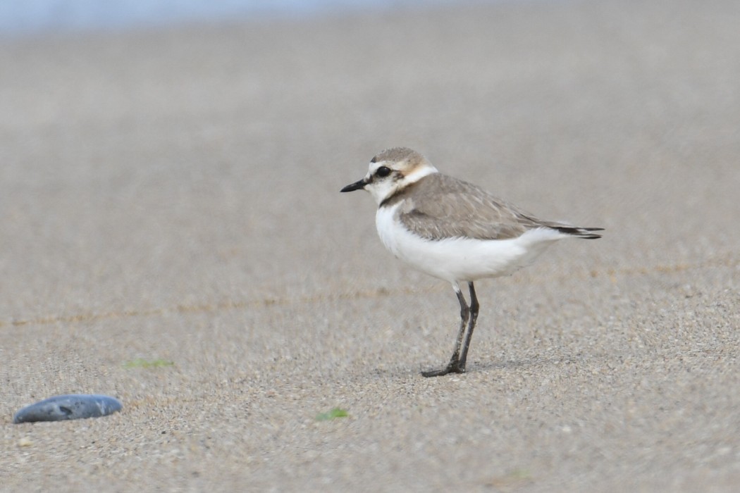 Kentish Plover