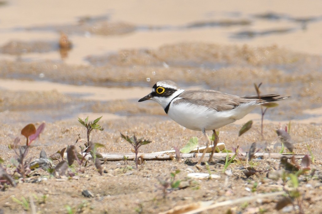 Little Ringed Plover