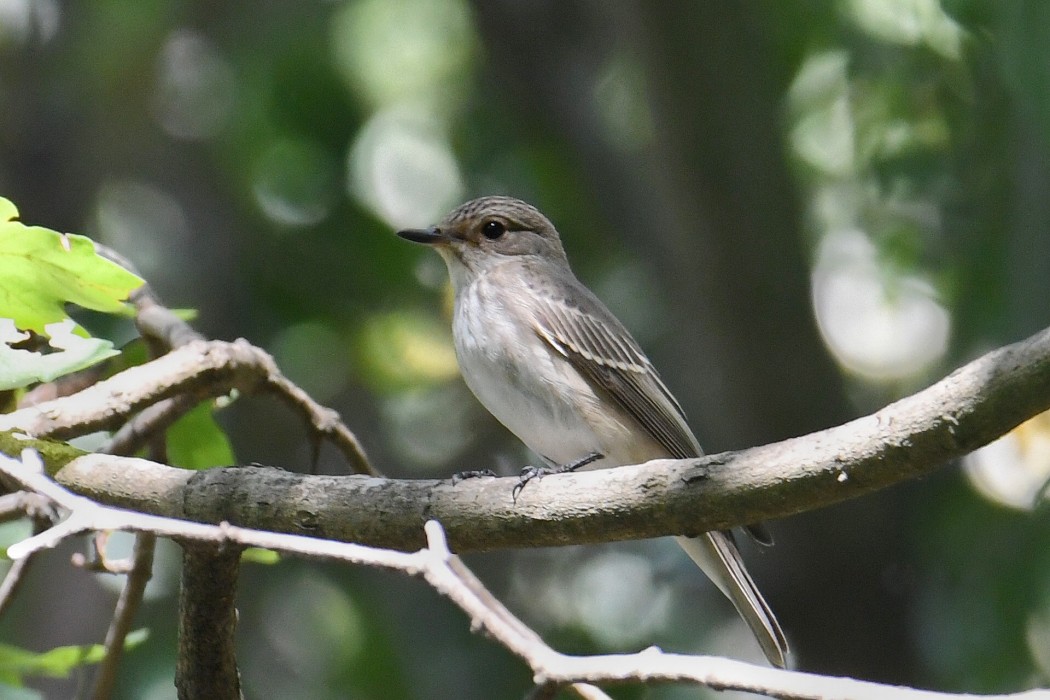 Spotted Flycatcher