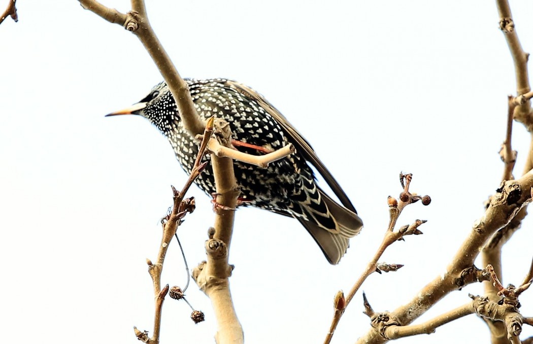 Common Starling