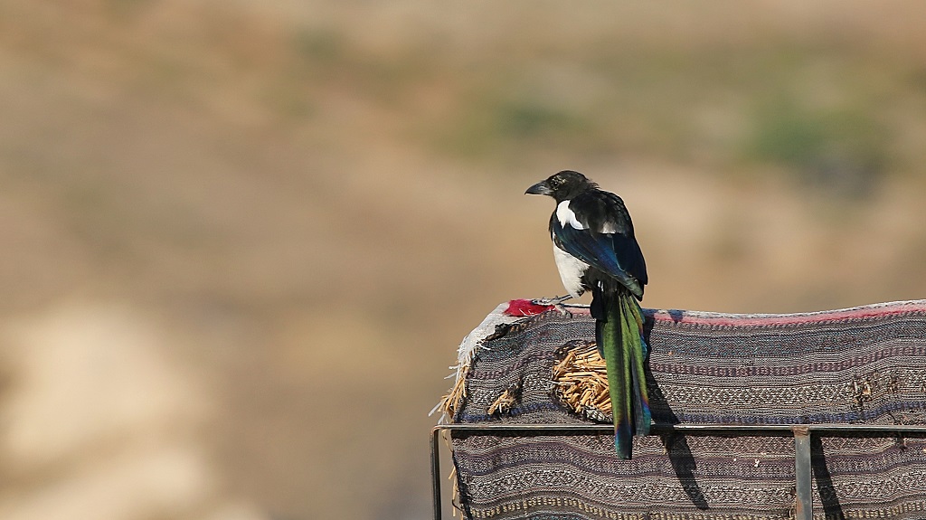Eurasian Magpie