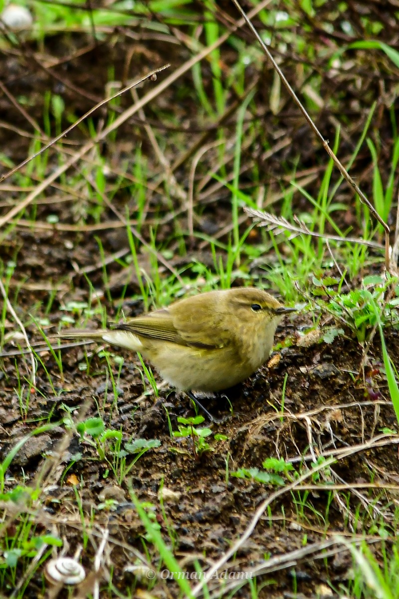 Common Chiffchaff