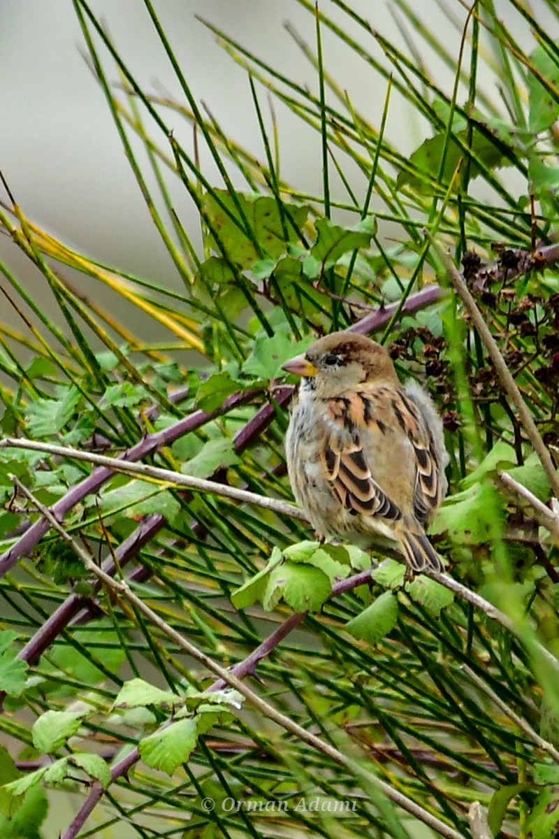House Sparrow