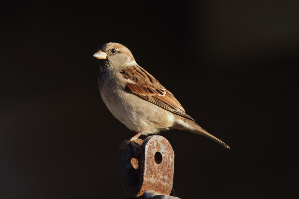 House Sparrow