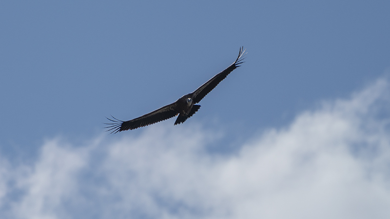 Griffon Vulture