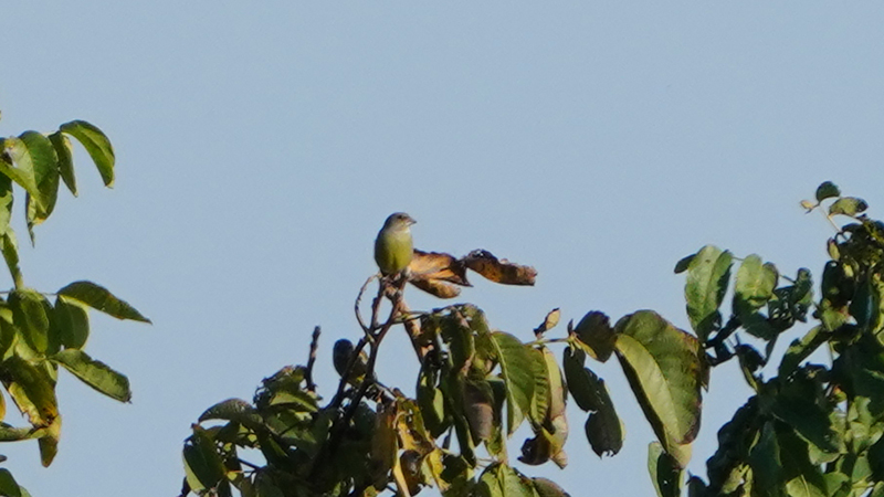 European Greenfinch