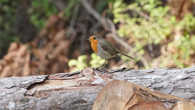 European Robin