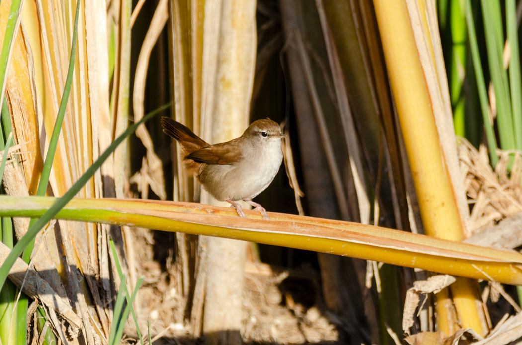 Cetti`s Warbler