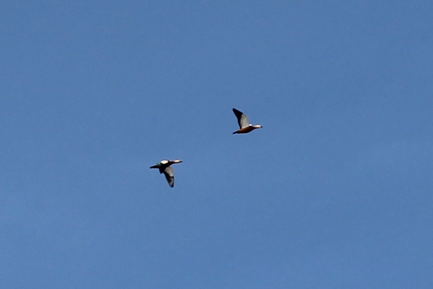 Ruddy Shelduck