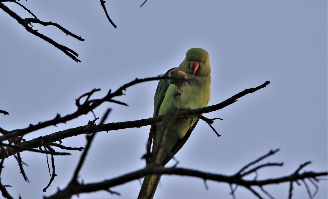Rose-ringed Parakeet