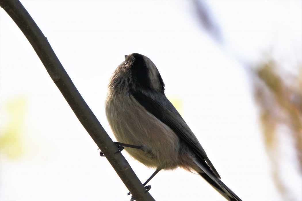 Long-tailed Tit