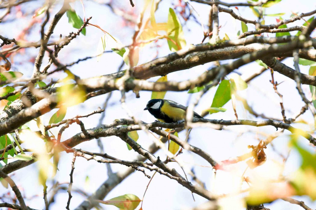Great Tit