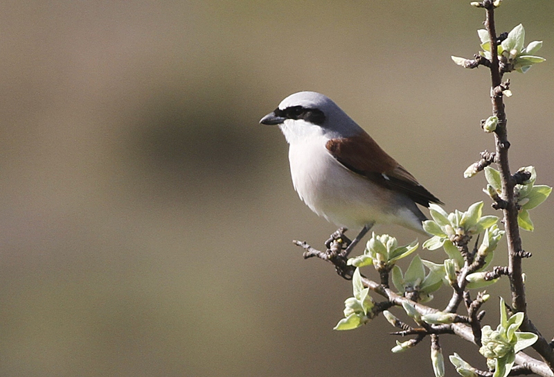 Red-backed Shrike