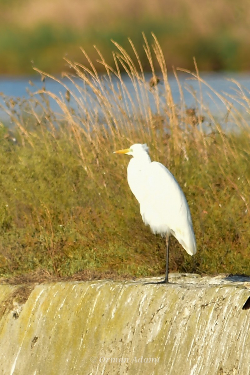 Great Egret