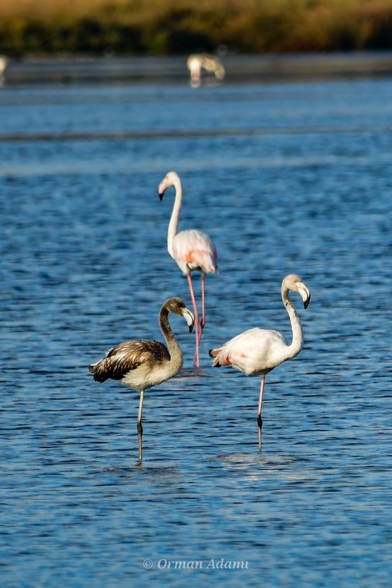 Greater Flamingo