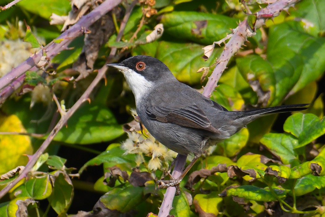 Sardinian Warbler
