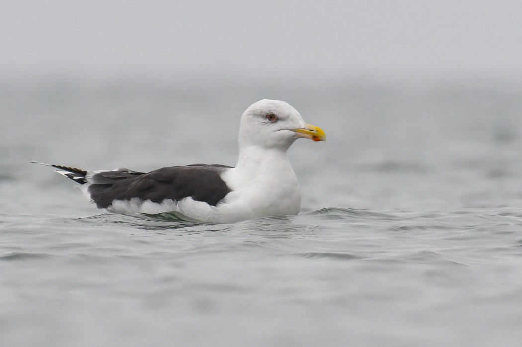Great Black-backed Gull