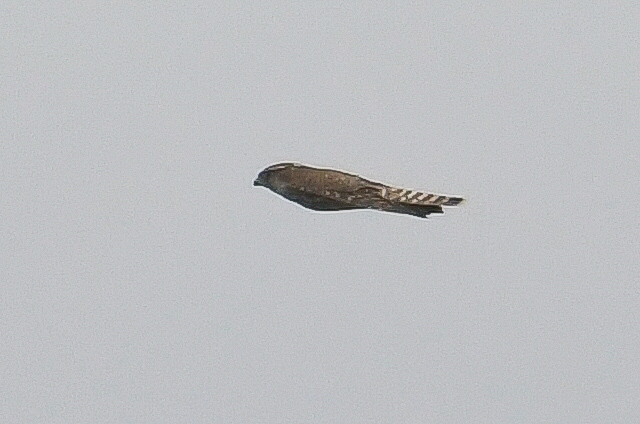 Merlin