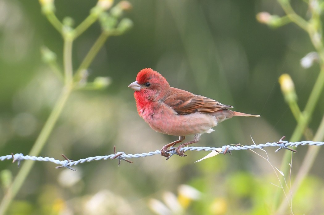 Common Rosefinch