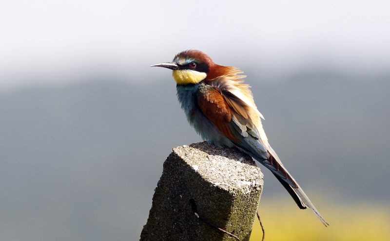 European Bee-eater