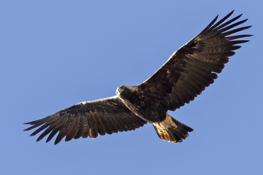 Eastern Imperial Eagle
