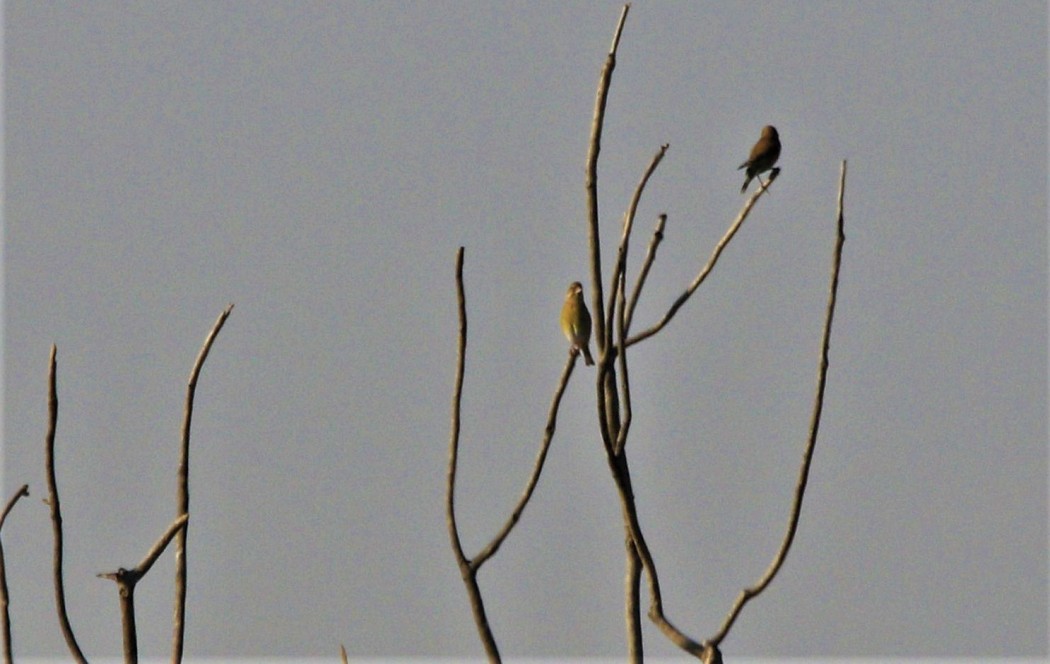 Yellowhammer