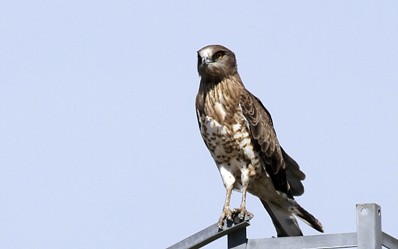 Short-toed Snake Eagle