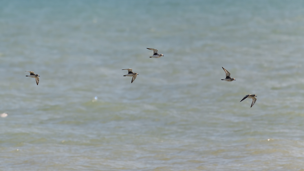 Grey Plover