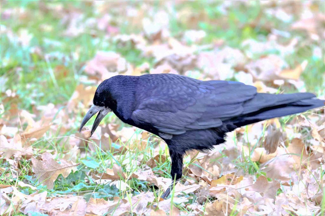 Rook