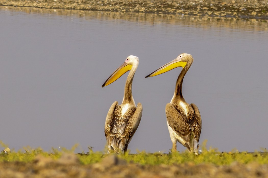 Great White Pelican