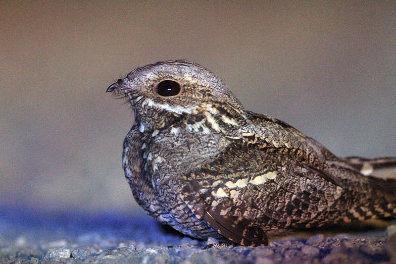 European Nightjar