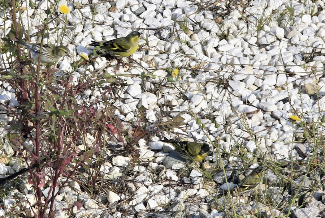Eurasian Siskin