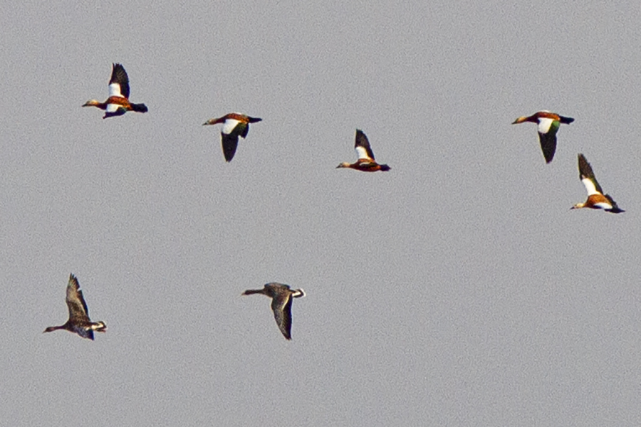 Greater White-fronted Goose