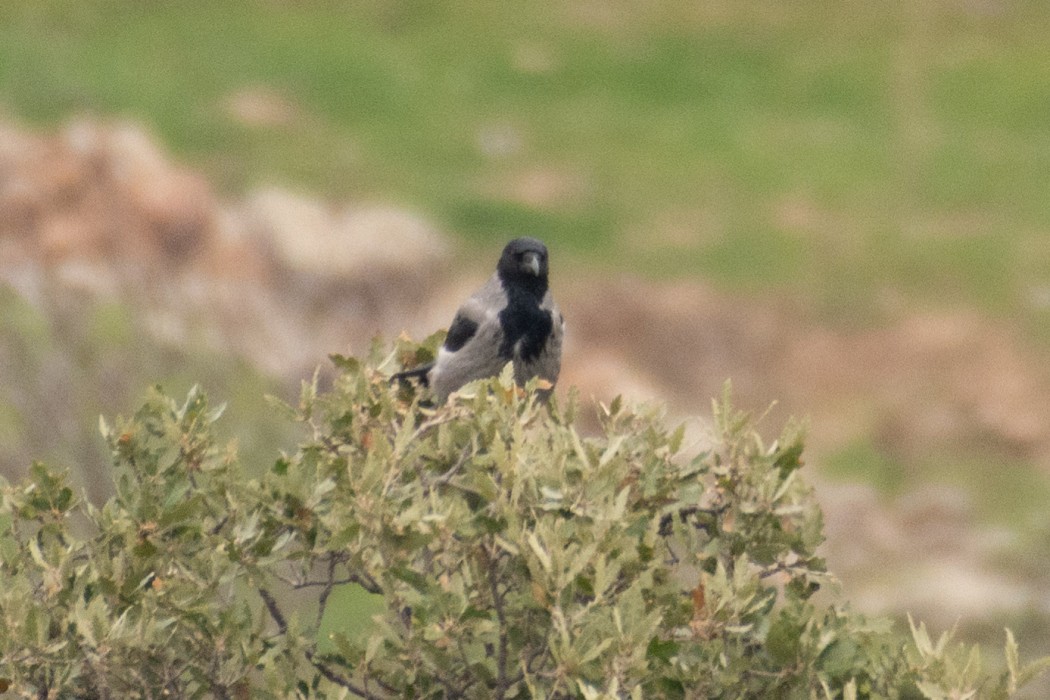 Hooded Crow