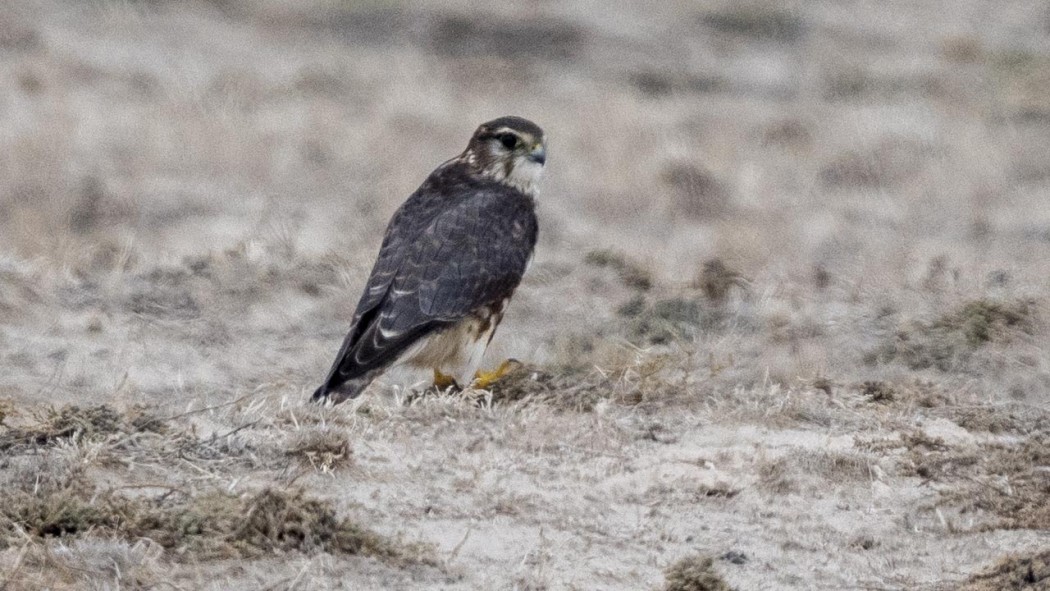 Merlin